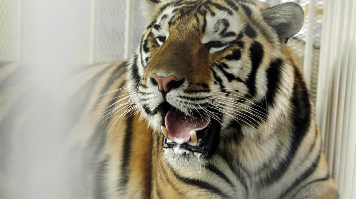 FILE - In this Oct. 6, 2007, file photo, LSU mascot Mike VI, a part Bengal and Siberian tiger, sits in his cage on the field for his first time before an NCAA college football game between LSU and Florida in Baton Rouge, La. Officials said Louisiana State University's live tiger mascot has been transferred to hospice care and will no longer be out in the yard of his campus habitat. Mike VI was diagnosed in May 2016 with a rare and inoperable form of cancer.