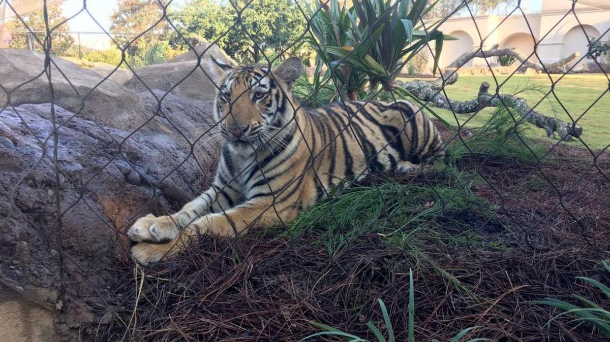 LSU's Mike VII, formerly known as 'Harvey,' sits in his newyard at LSU's tiger habitat on Monday, Aug. 21, 2017.