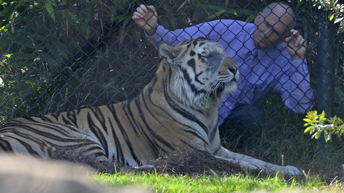 LSU School of Veterinary Medicine's Dr. David Baker, who also serves as the primary caregiver for the university's live mascot Mike VI shares a moment with the big cat during a visit, Friday, Sept. 30, 2016 on LSU's campus in Baton Rouge.