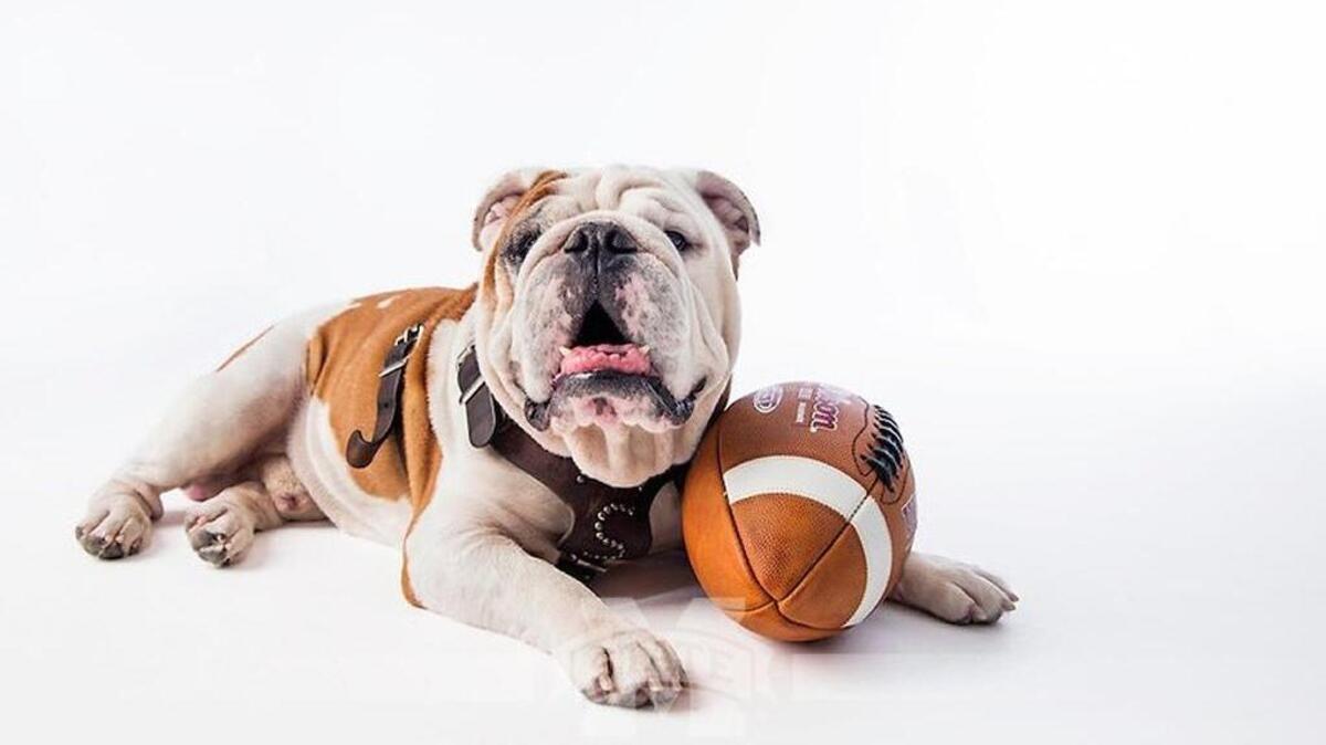 Champ, who served as Bully the Bulldog for Mississippi State University, passed away on Sunday. He was 11 years old.