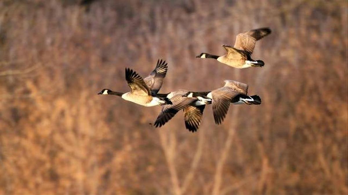 Canada geese season starts in September.