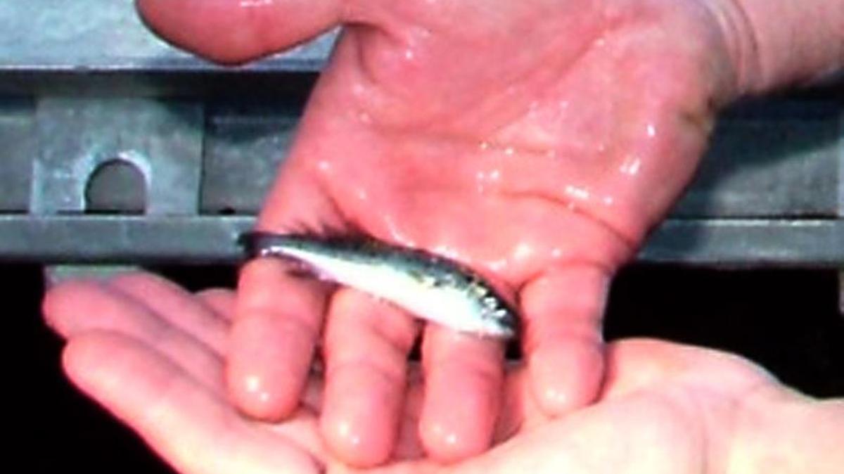 A live catch of spotted seatrout, such as this fingerling and larger ones, that had been scheduled for Saturday, has been canceled. Organziers hope to reschedule the event for sometime in August.