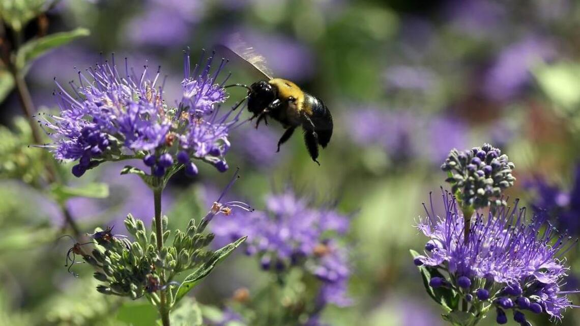 Carpenter bees can be a spring buzzkill. Here’s how to get rid of them (or coexist)