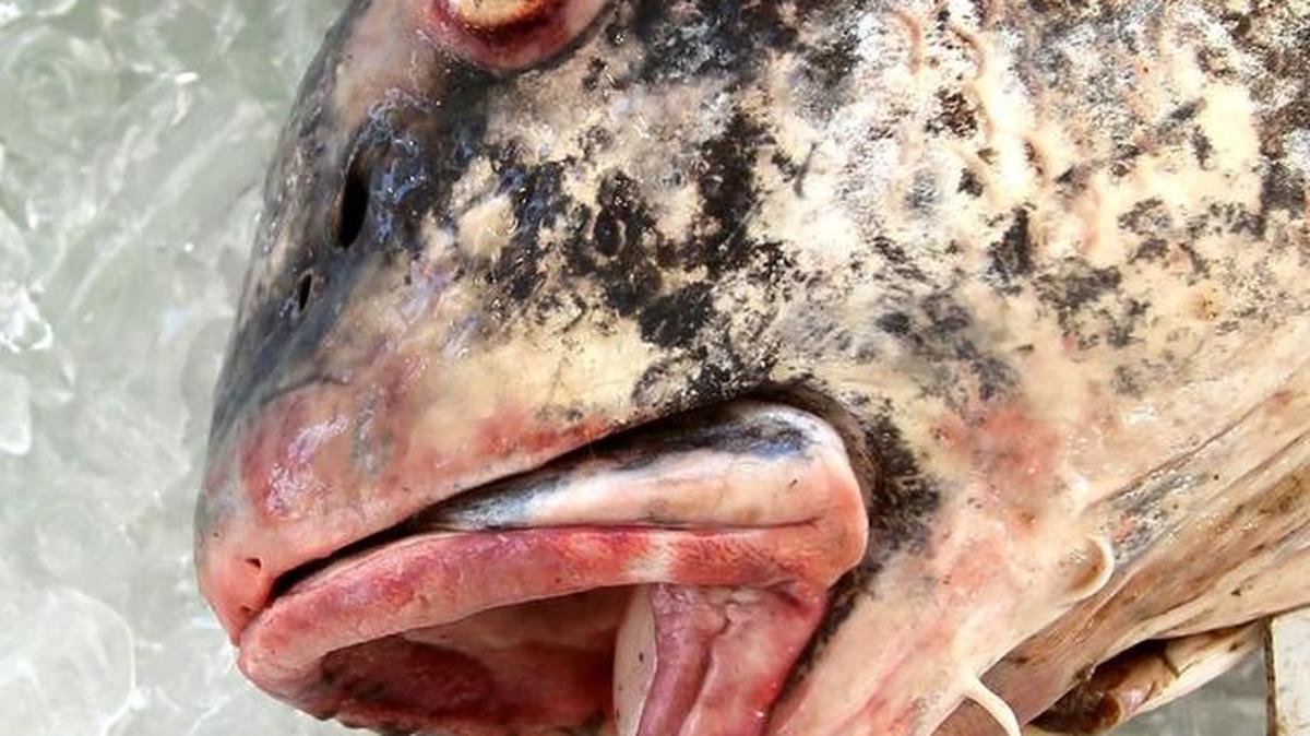 Black Drum can be found at this time of year.