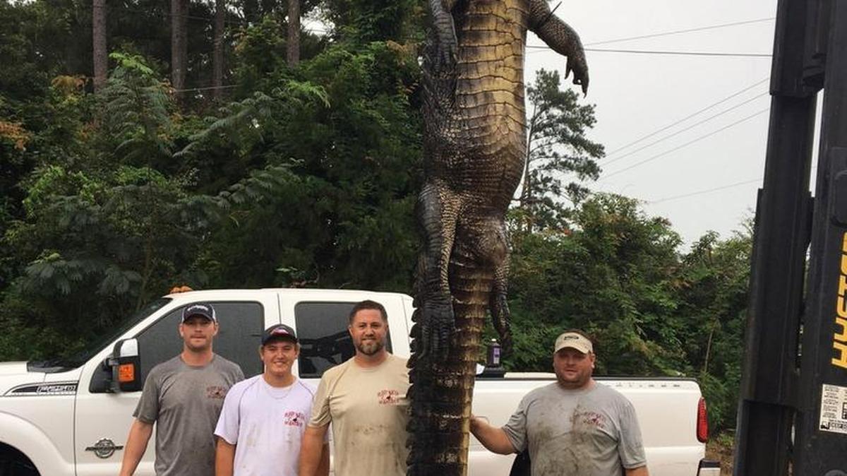 (From left) Stephen Brady, Colby Acy, Bryan Burnside and Anthony Acy stand next to a monsterous 14-foot, 3/4-inch alligator that is Mississippi’s new record for longest alligator.