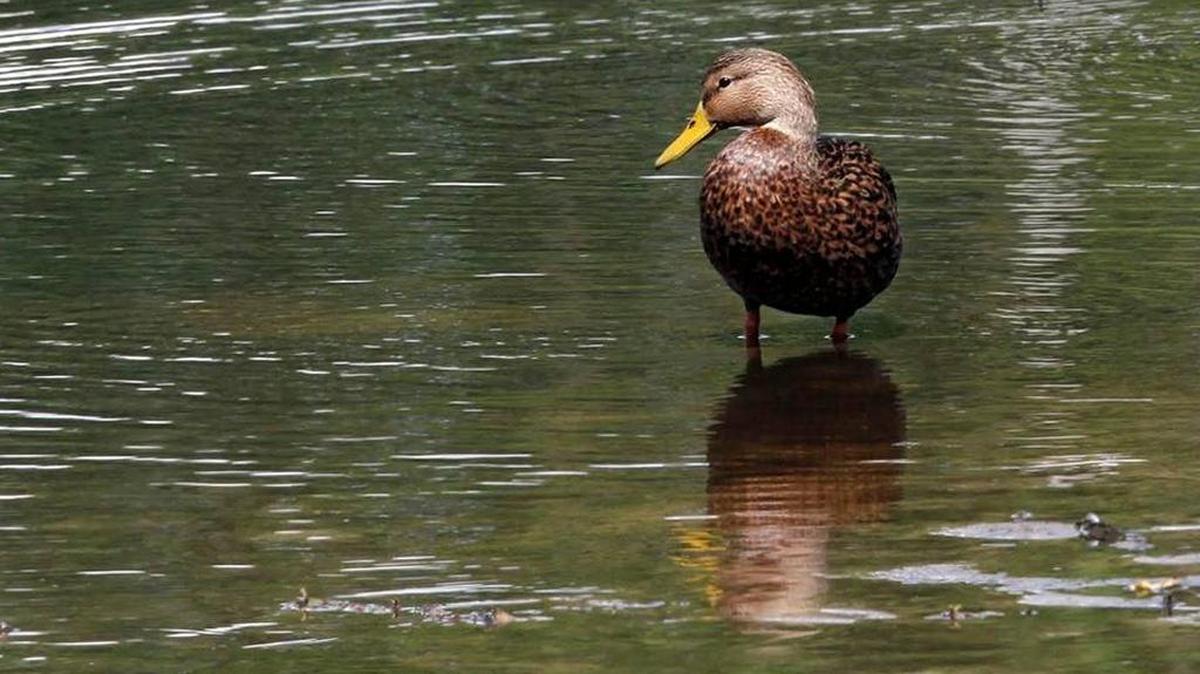 Duck Breeding remains high in Mississippi.