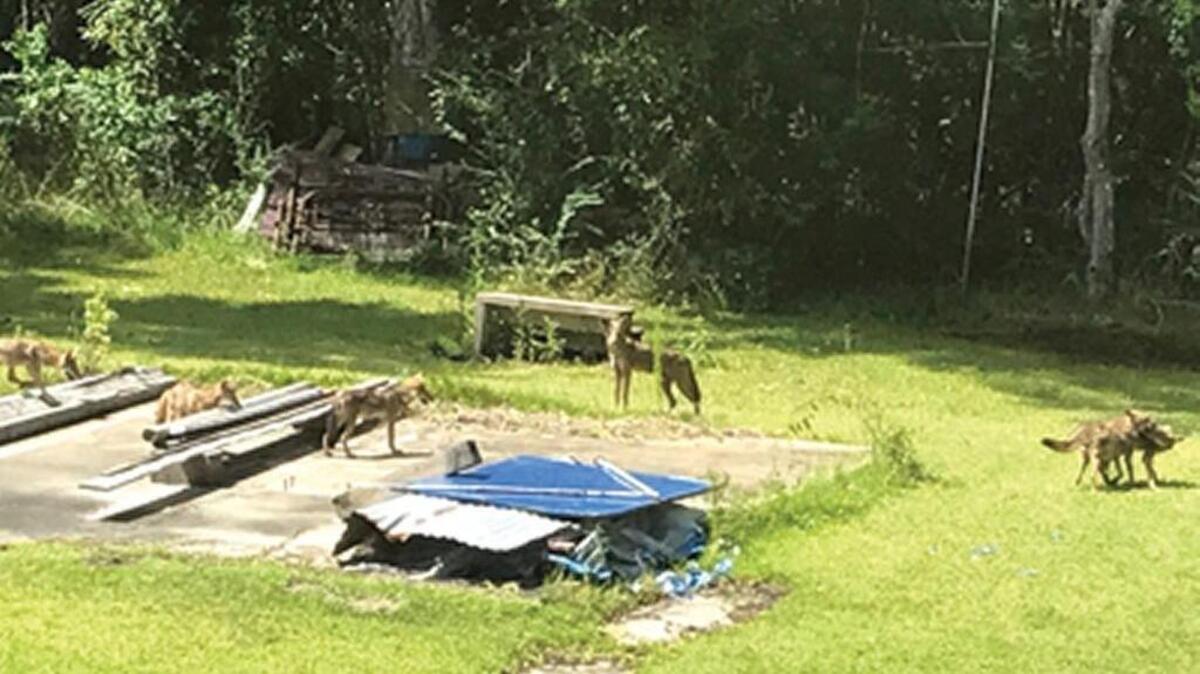 A pack of coyotes were caught sunbathing in a Bay St. Louis backyard on July 28, 2017.