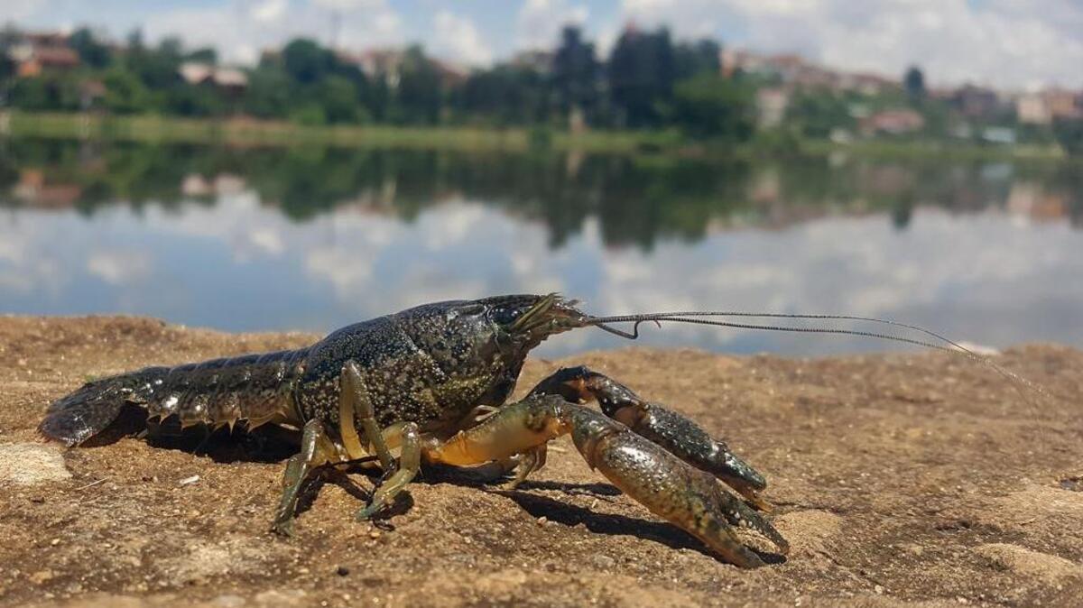A marbled crayfish, in a photo provided by Ranja Andriantsoa. The creature is a mutant species that clones itself, scientists report. The population is exploding in Europe, but the species appears to have originated only about 25 years ago.