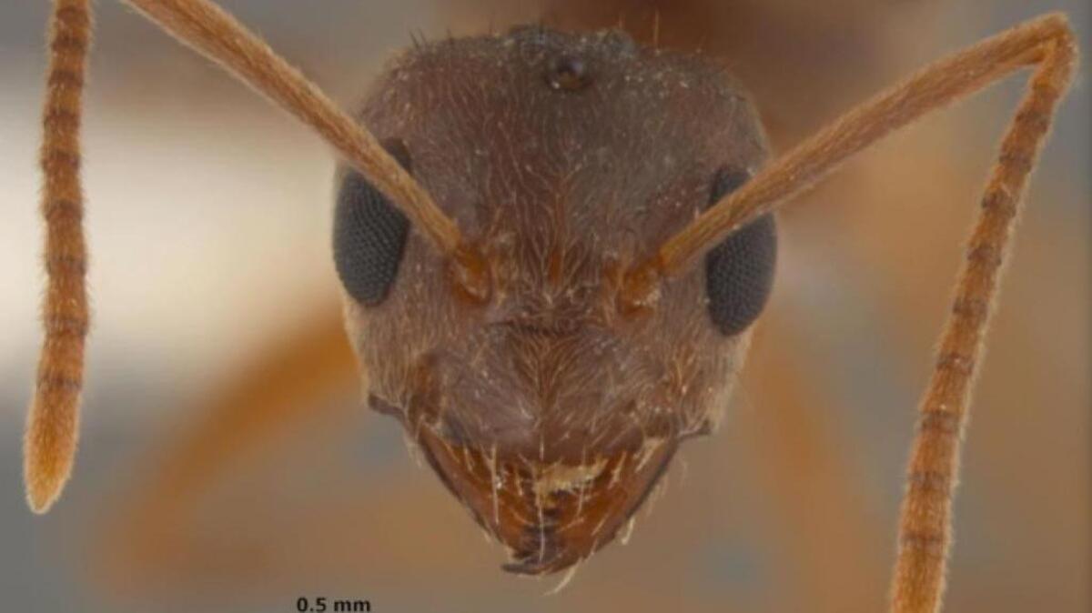 A crazy ant