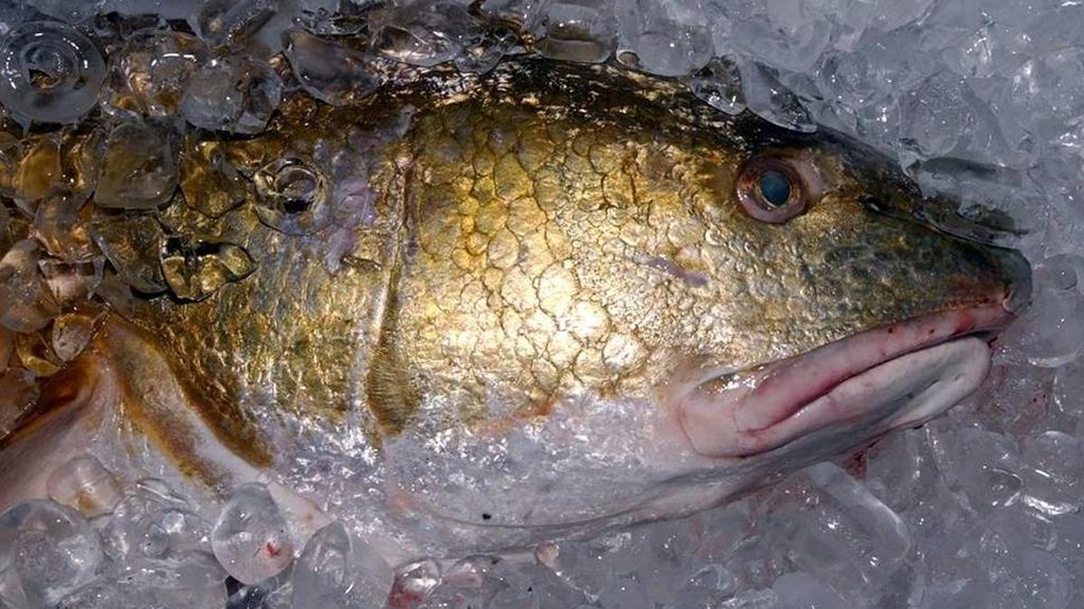 Redfish can be found on Mississippi Coastal waters.