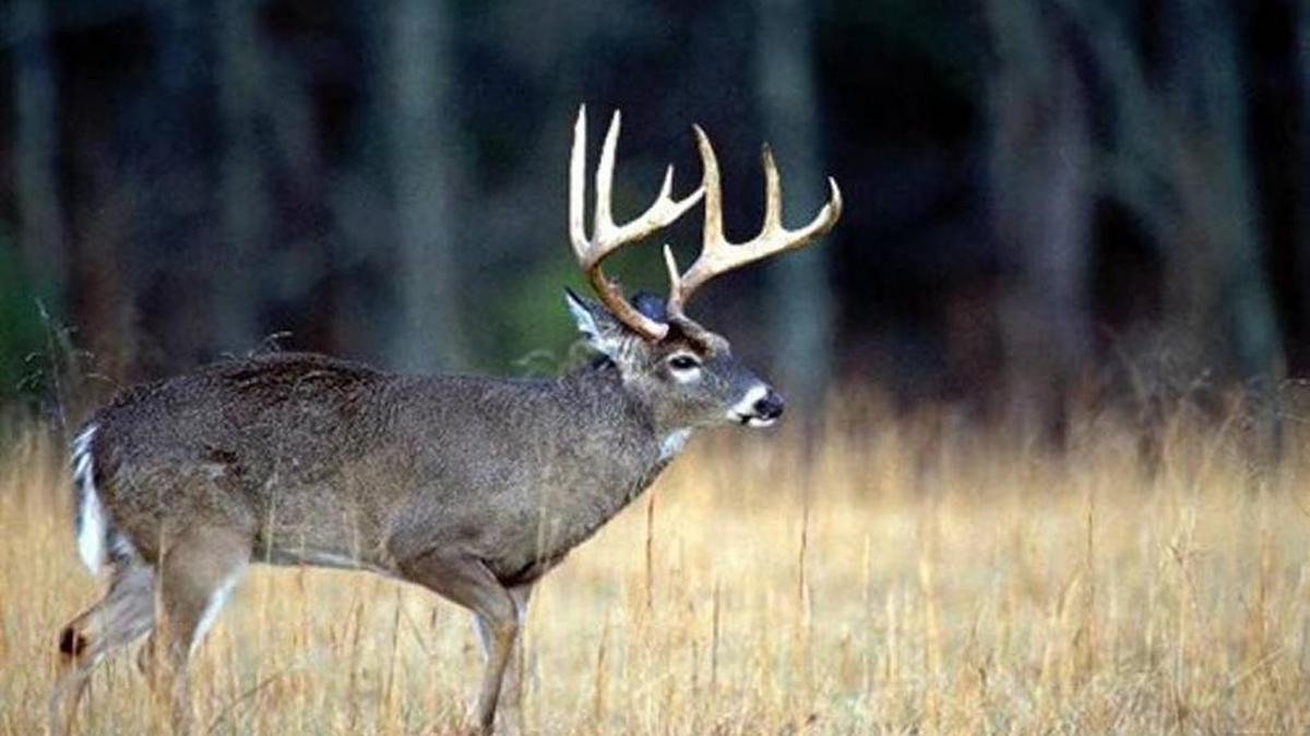 Mississippi Deer season will start in October.