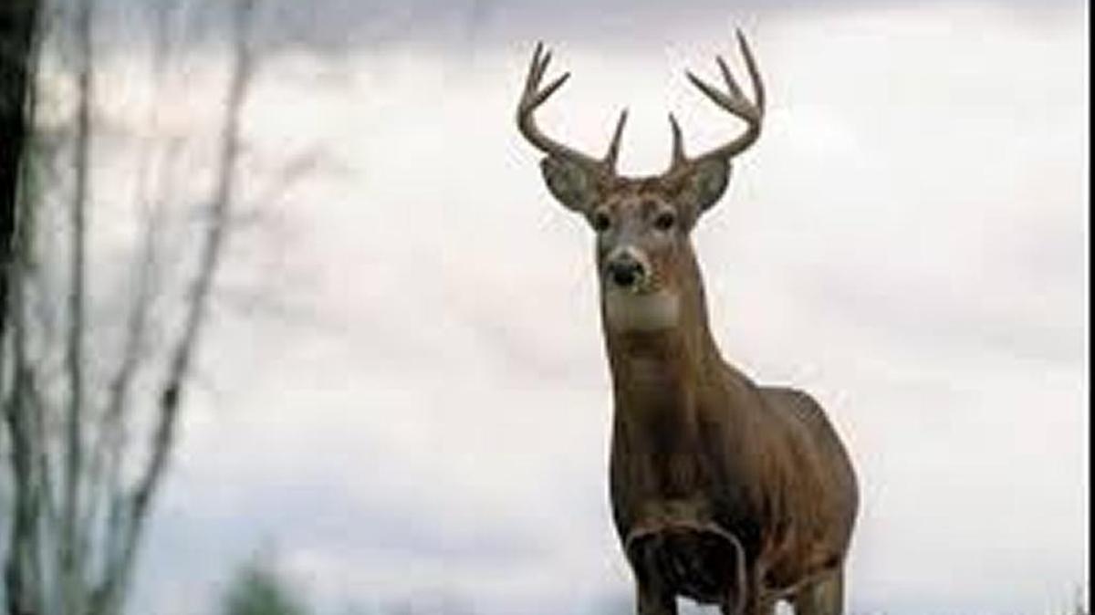Deer Archery season in Mississippi resumes on Jan. 18.