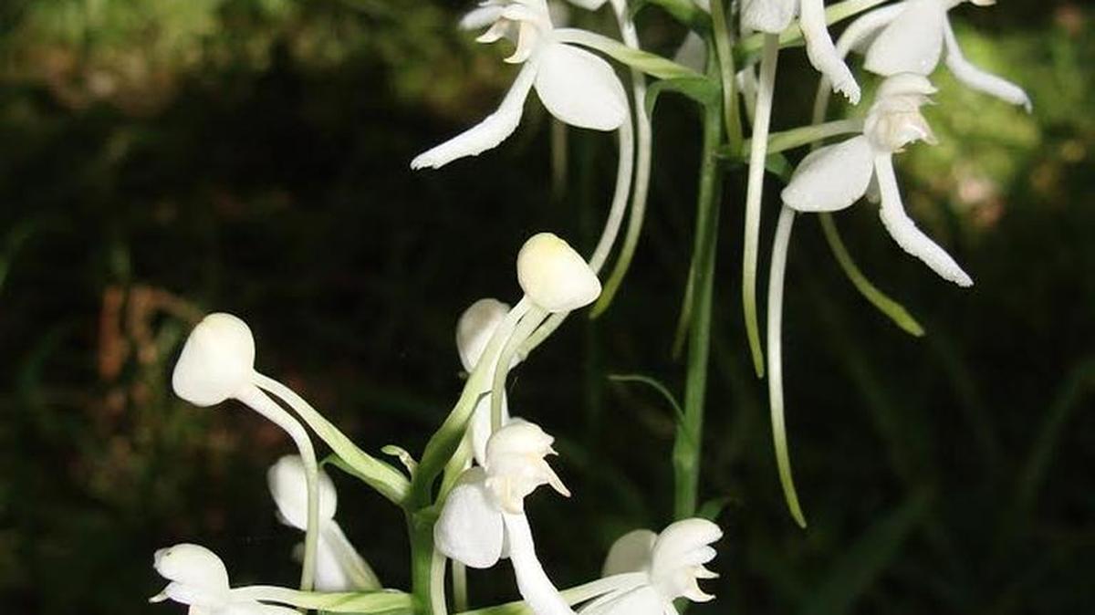White fringeless orchid.