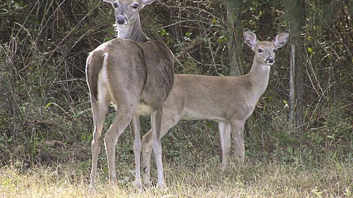 Deer archery season opened this weekend