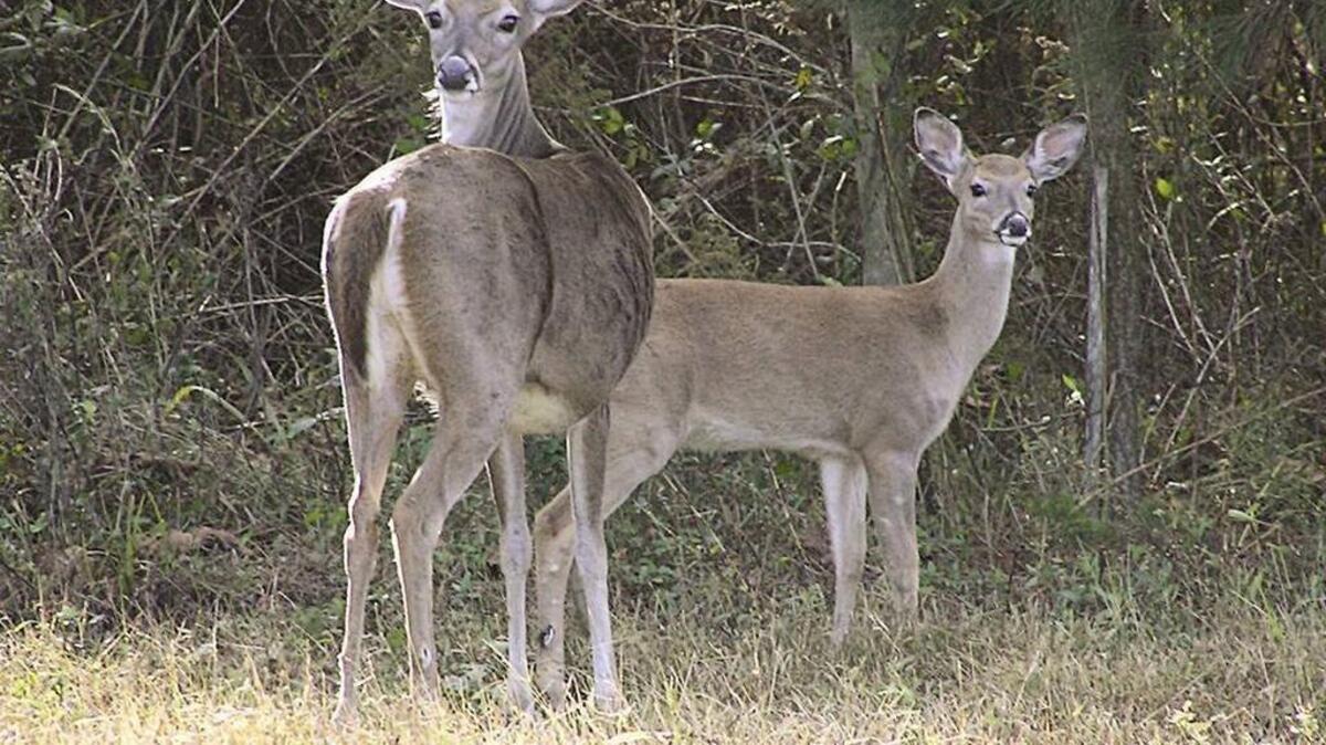 Archery deer season in the Southeast zone begins this weekend.