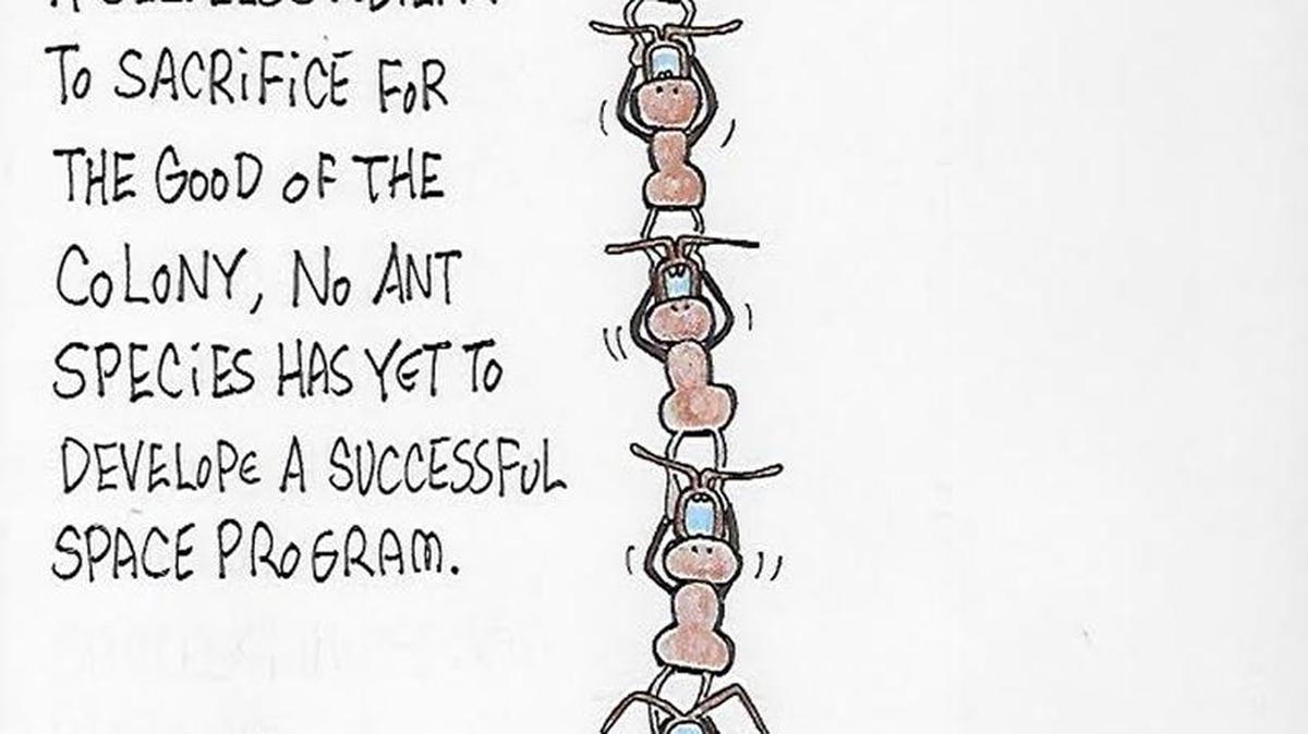 A graphic on ants