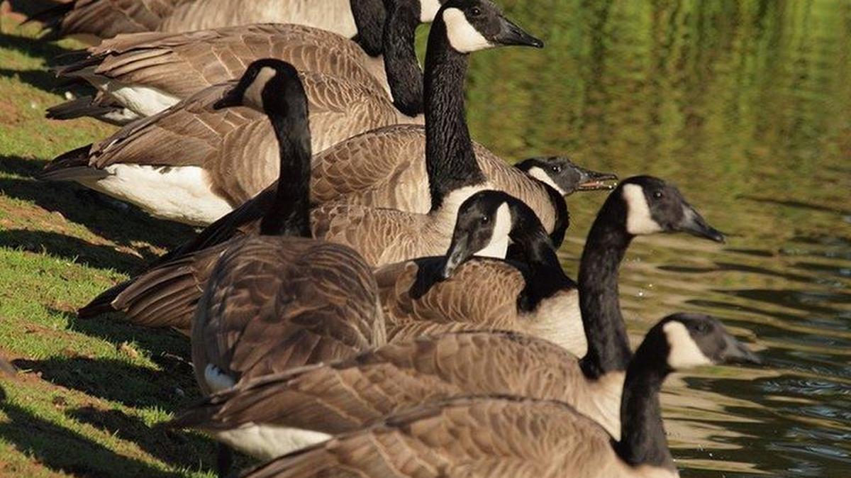 Canada geese season will start in November.