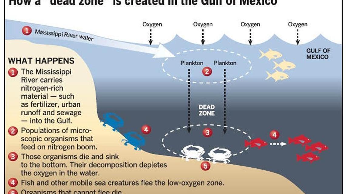 Gulf of Mexico 'dead zone' expected to be largest ever; Louisiana to 'bear the burden' of its effects