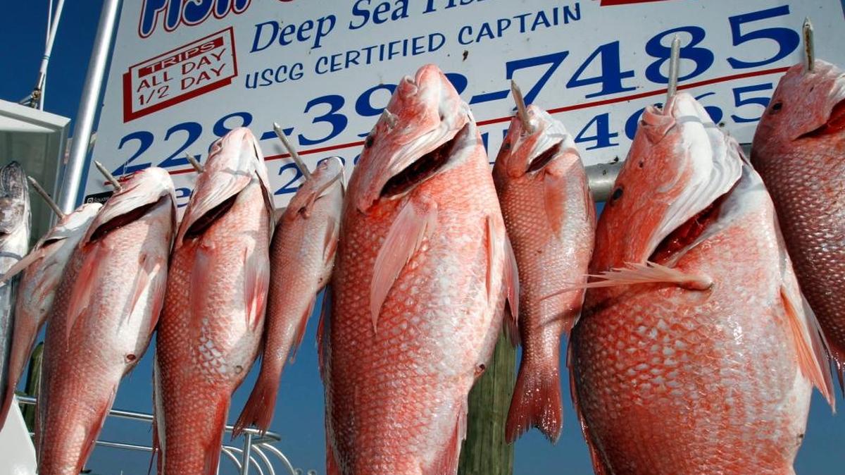 Kenny Bellais of Fish On charters brought in multiple Red Snapper at the Point Cadet Marina.