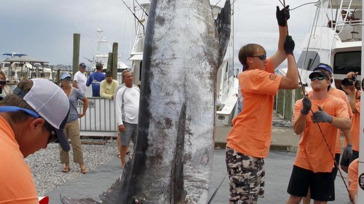 The tournament crew raises a blue marlin caught by Cory Racca at the 2013 Mississippi Gulf Coast Billfish Classic.