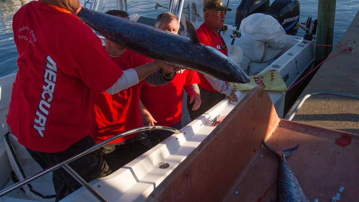 Team Gotta Have unloads its catch at Point Cadet Marina while competing in the 24th annual Southern Kingfish Association’s Mercury National title. The SKA will return to Biloxi, Oct. 27-29.