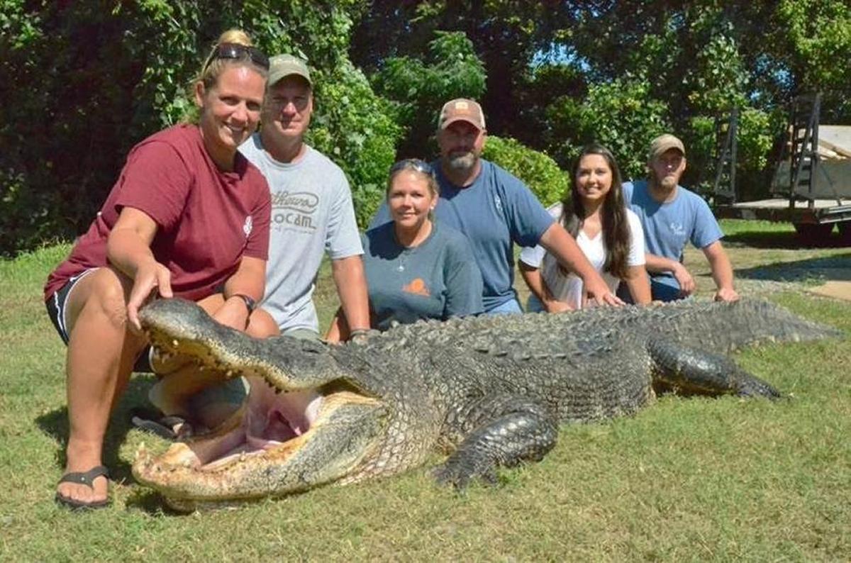 The hunting party of Tiffany Wienke of Vicksburg caught this massive male alligator in Mississippi.