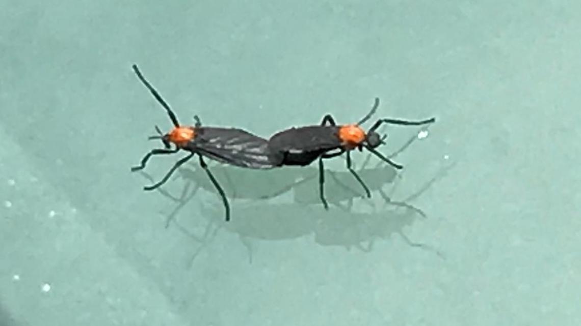 Did you know love bugs can cause damage under the hood of your car?