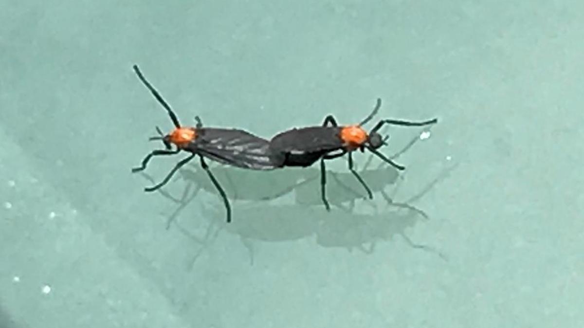 Love Bugs.