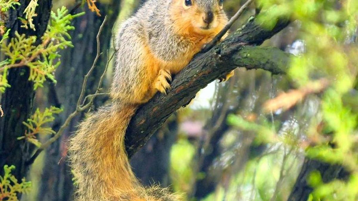 Squirrel season began Oct. 1 and ends on Feb. 28.