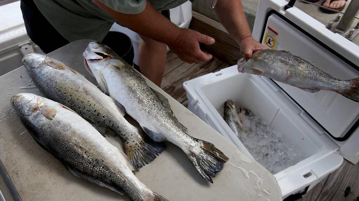 Mike Buchanan removes speckled trout from a cooler in order to be weighed at the Spraberry-Schankin Memorial Speckled Trout World Championship in 2015 in Gulfport.