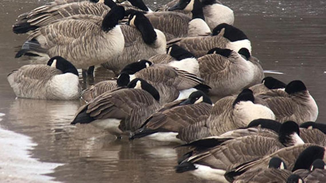 Labor Day weekend marks opening of game bird season