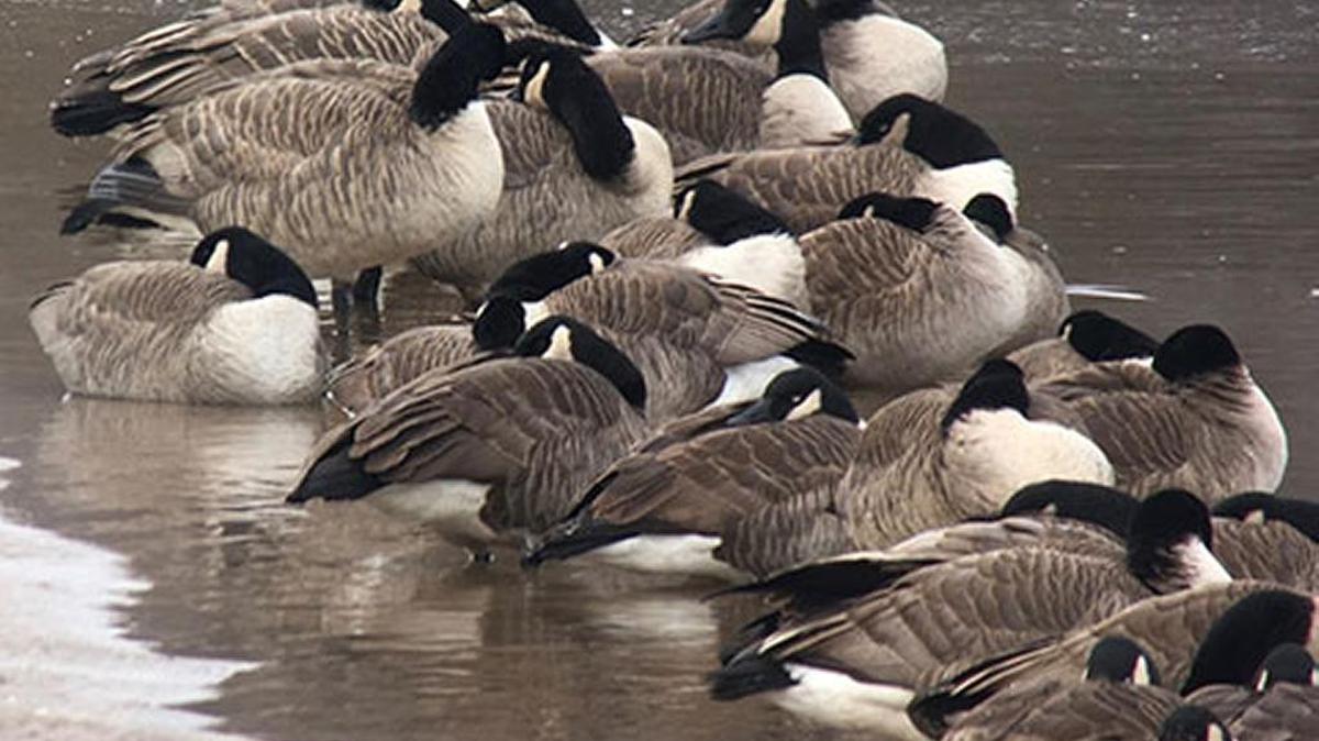 Canada Geese starts next month.