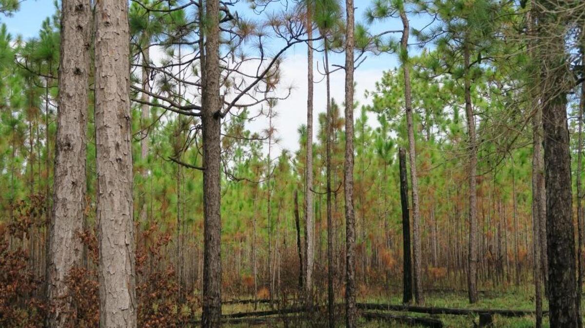 The Longleaf pine ecosystem, which can be found in South Mississippi, is home to several endangered or threatened species.