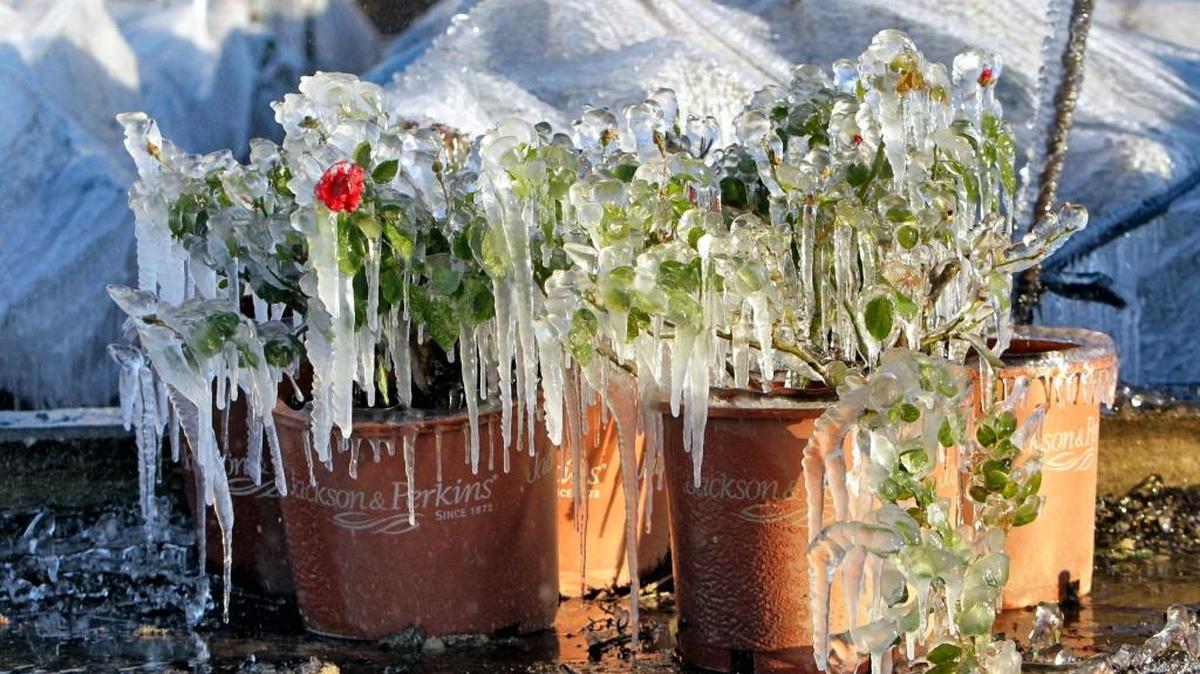 Icicles cover plants during the early morning at Dewars Nurseries in Apopka, Fla., Tuesday, Dec. 14, 2010. The plants are sprayed with water to help protect them from below freezing temperatures.