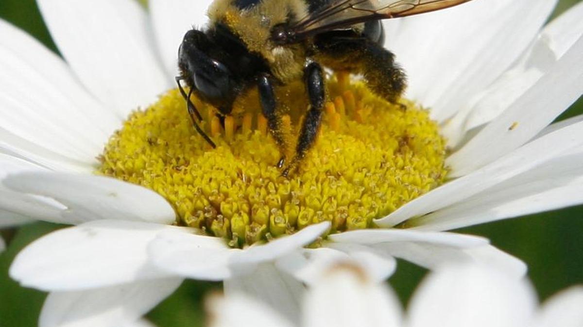 A carpenter bee collects pollen from a daisy on June 23, 2010, in Cincinnati.