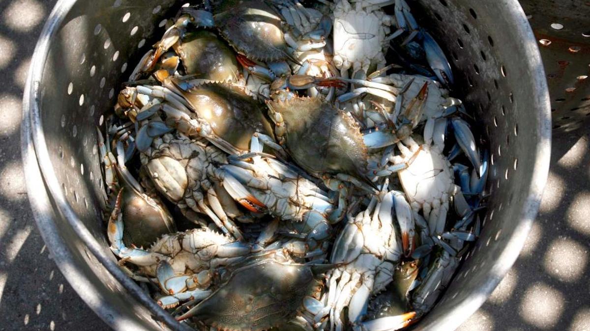 Blue crab fishing will be closed for 30 days in Louisiana, but Mississippi officials put safeguards into place to keep the fisheries in the state safe.