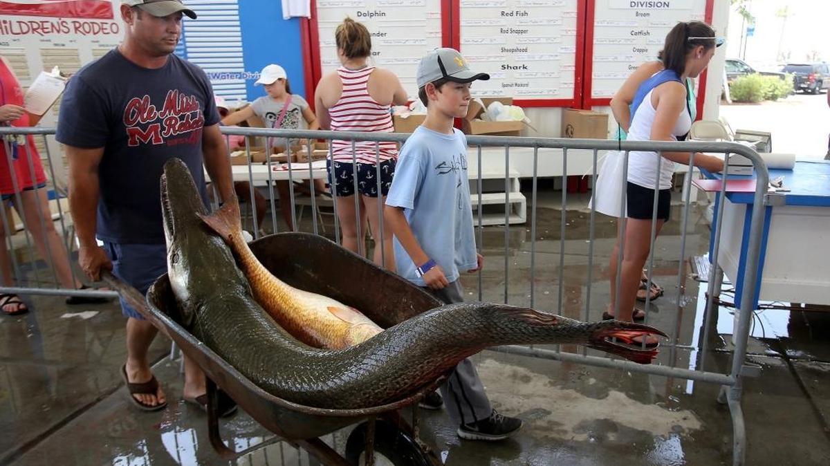 Dennis Adams of D'Iberville, left, and his son, London, wheel in their catch during last year's Mississippi Deep Sea Fishing Rodeo on Saturday, July 4, 2015. Dennis caught a Gar weighing in at 105 lb., 2 oz. and London caught a 24 lb., 12 oz. Red Fish.