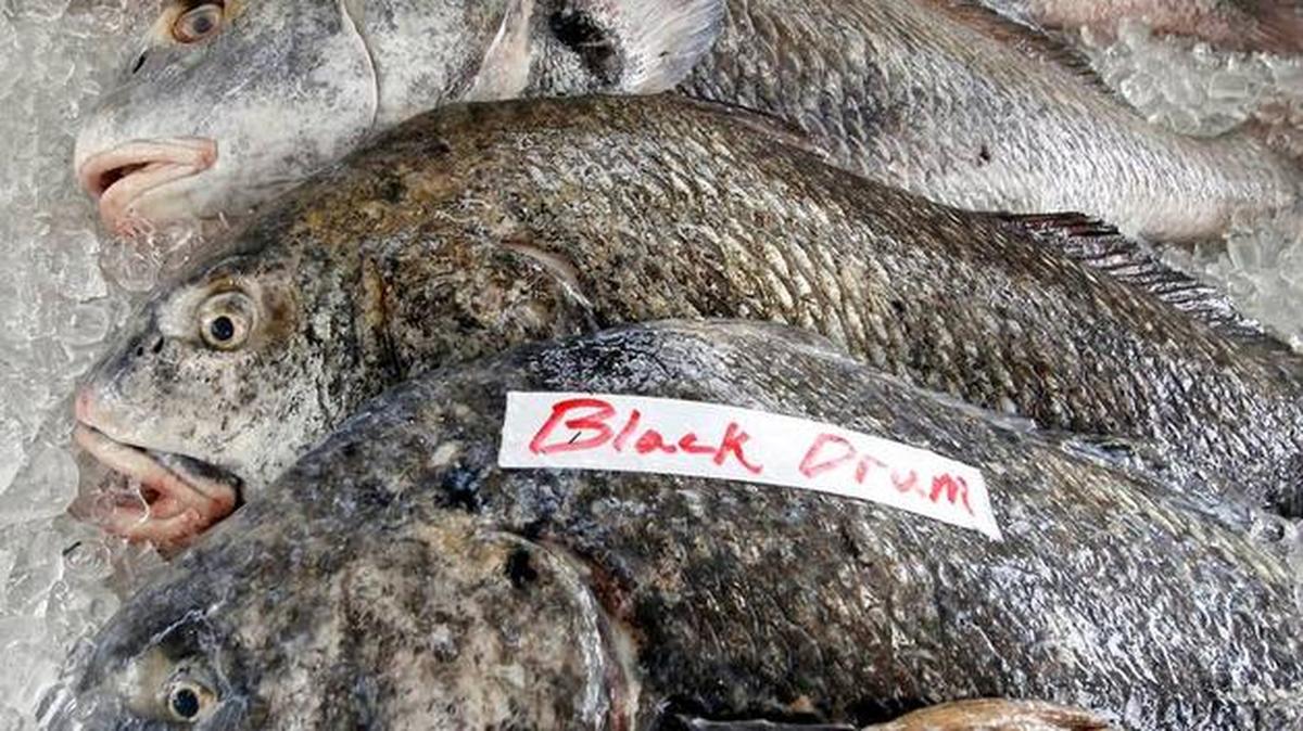 Black Drum can be found in Coast waters this time of year.