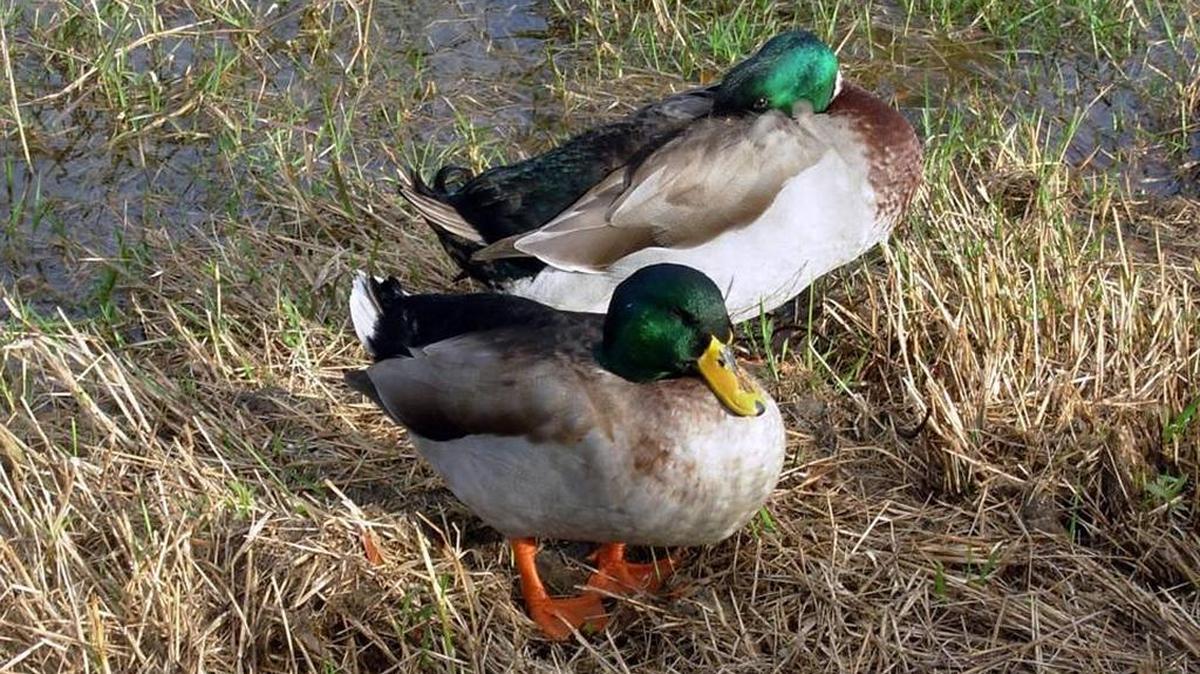 Mississippi’s duck season opened Friday and runs until Jan. 29.