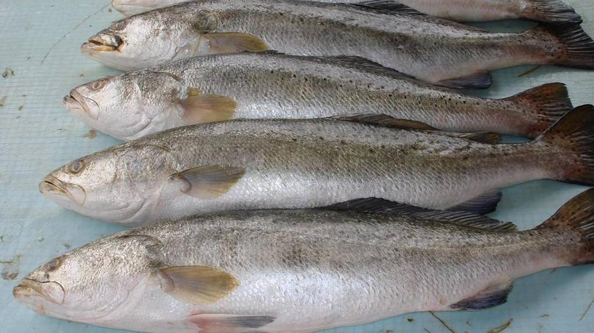 Mississippi's commercial speckled trout season closes Friday because fishermen have met the quota of 25,000 pounds. The next season opens on June 1.