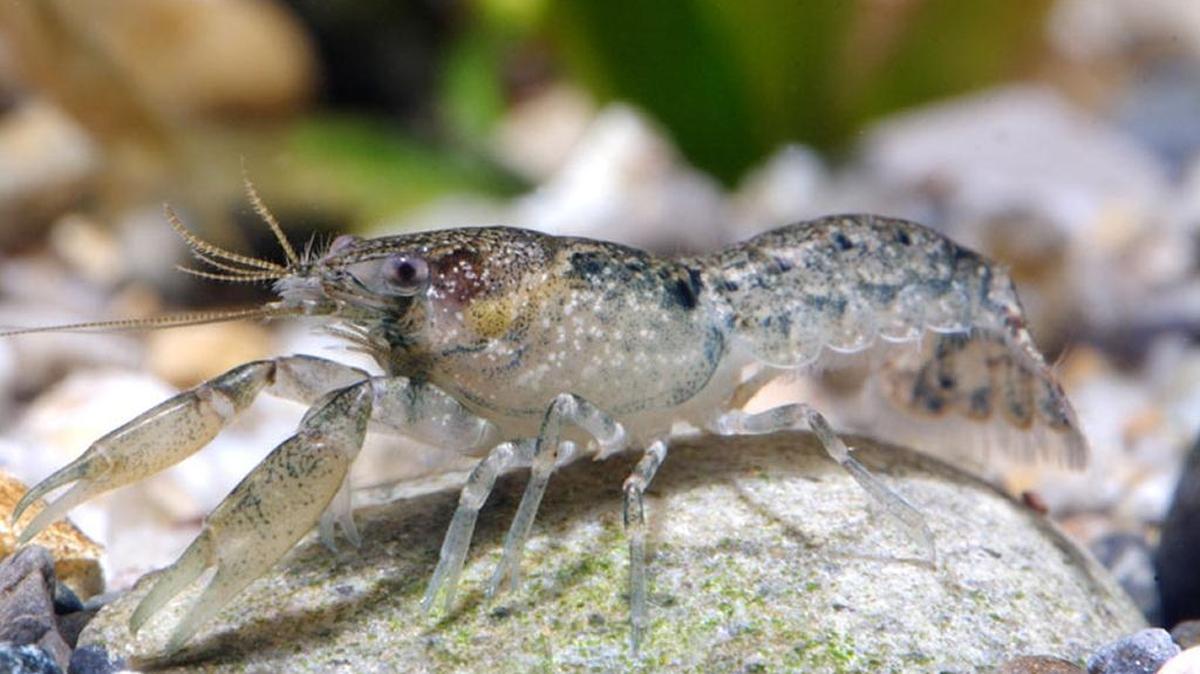 Angular dwarf crayfish