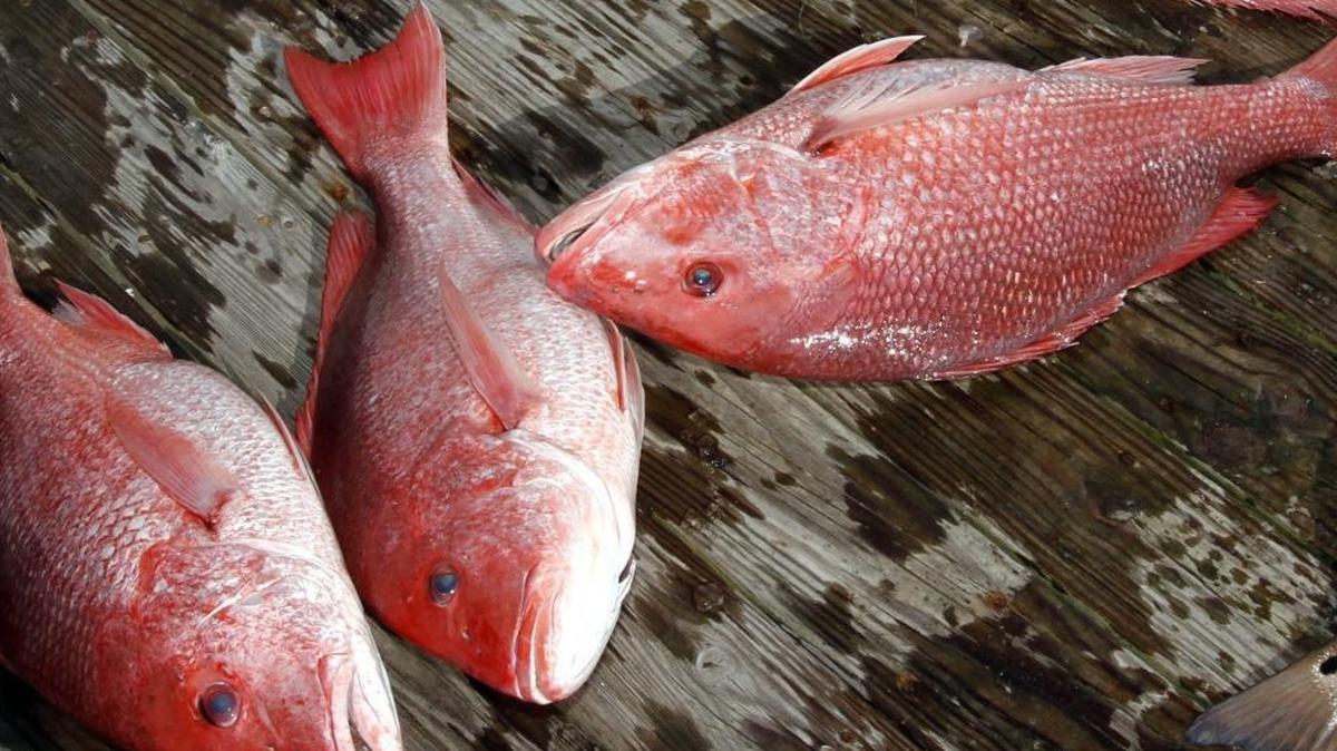Red snapper caught off the Mississippi Coast