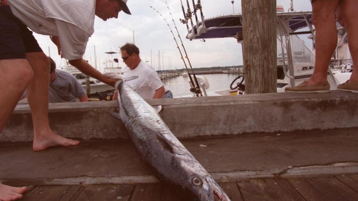 Lee McBride of Lexington, N.C. picks up his team's 40.4 lb. king mackerel during Saturday's weigh-in at the Southern Kingfish Association's Kingmaster 100 in Biloxi.