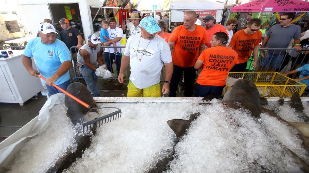 Ice is spread over sharks in the bin during the 69th annual Mississippi Deep Sea Fishing Rodeo on July 3, 2016. The Mississippi Deep Sea Fishing Rodeo starts Friday.