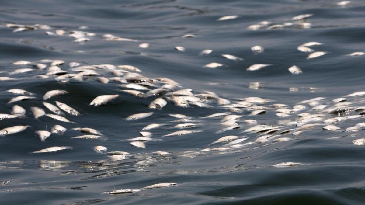 Thousands of dead menhaden float on the surface of the water south of Long Beach in 2009.