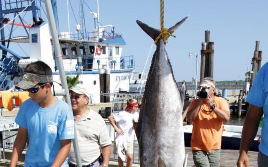 A trio of amberjack caught by the boat K-2 at the 18th Annual Carl Legett Memorial Fishing Tournament at Point Cadet Marina in 2012.