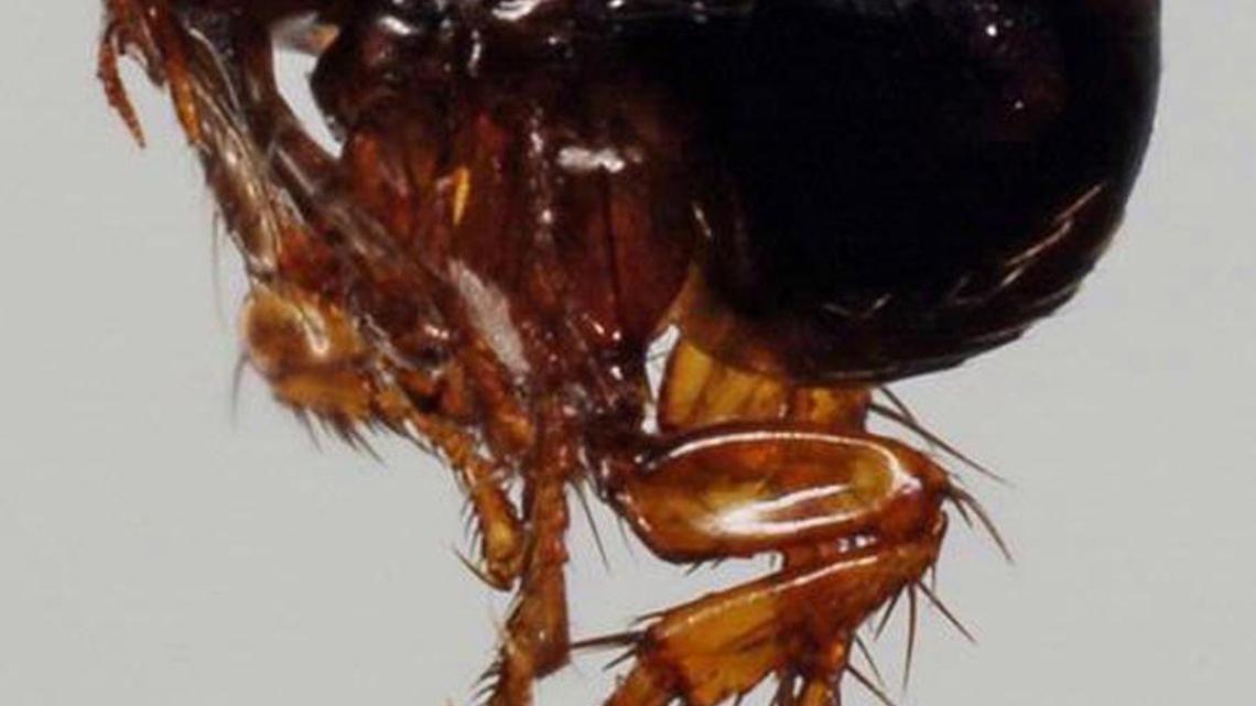 Fleas can be found anywhere