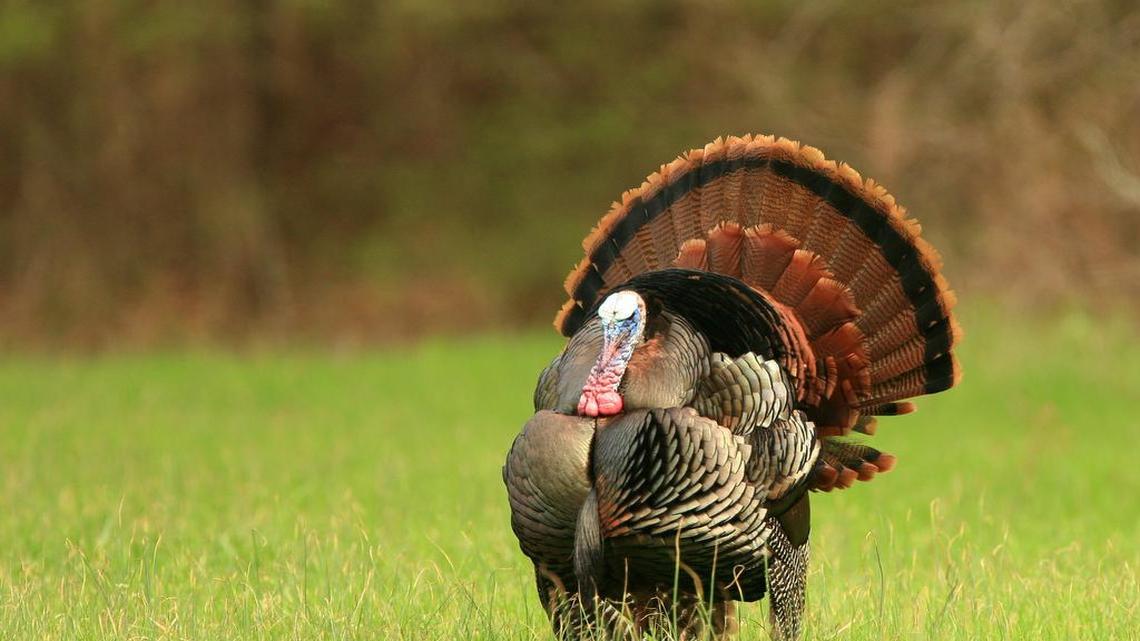 Turkey season is coming in Mississippi, and it could be one of the best in decades