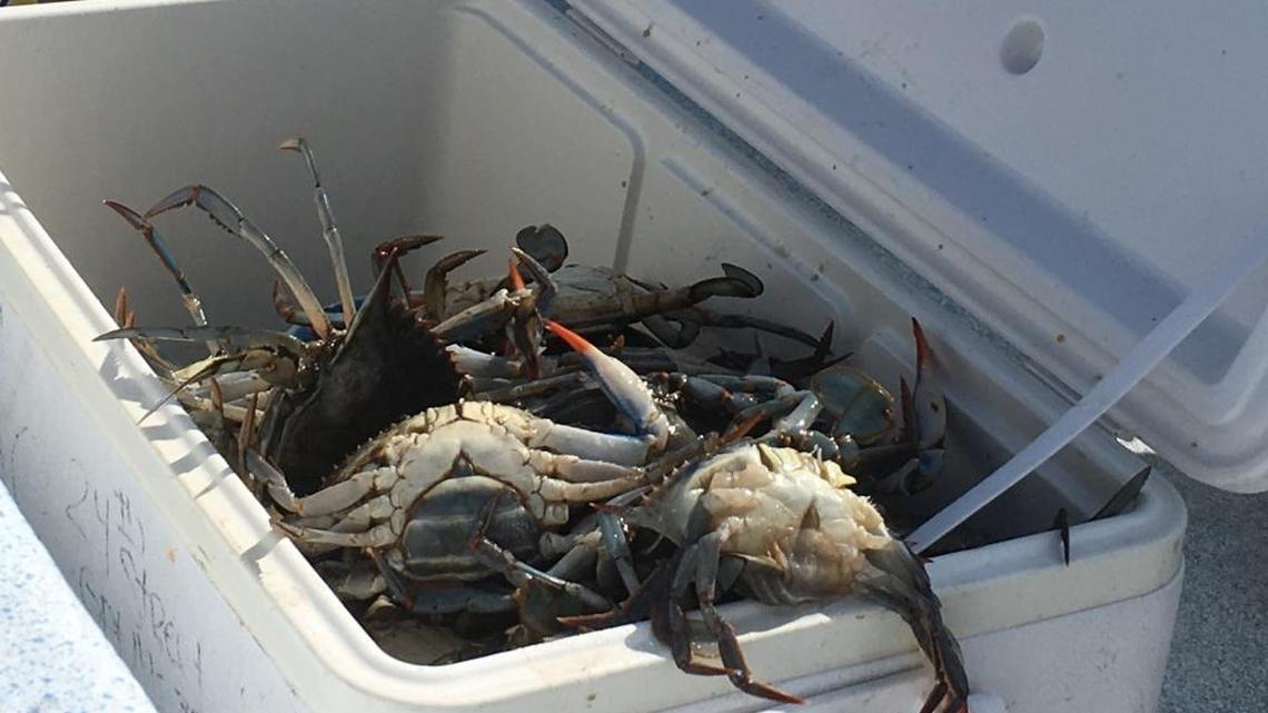 It’s a jubilee! Water’s edge teeming with crabs, shrimp and fish