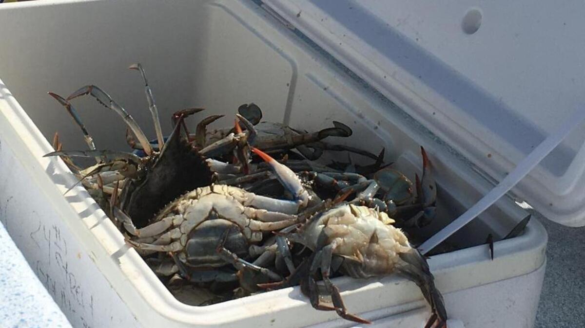 Crab fill an ice chest on the beach in Gulfport on Wednesday, when crab and fish began swimming close to the shoreline on the beach south of Courthouse Road. Crab and fish increased over an extended area near the water’s edge Thursday, along with shrimp, making the event a jubilee.